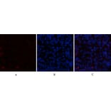 Immunofluorescence - Anti-CDH5 Antibody (C30437) - Antibodies.com