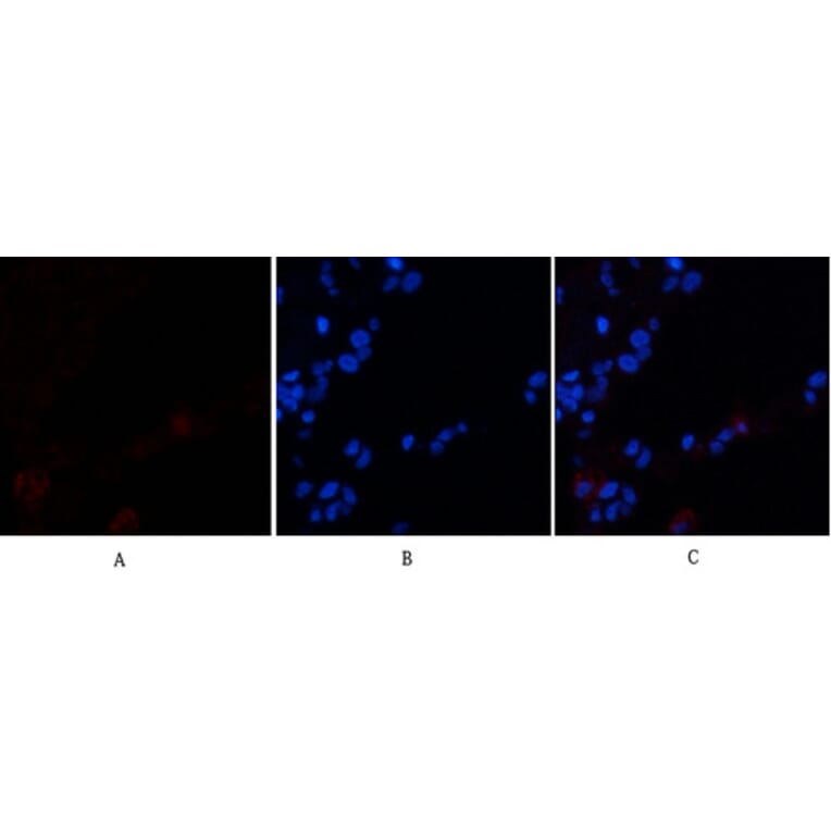 Immunofluorescence - Anti-CDH5 Antibody (C30437) - Antibodies.com