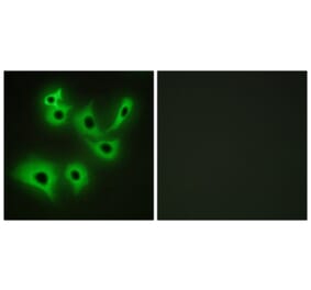 Immunofluorescence - Anti-CDH4 Antibody (C12102) - Antibodies.com