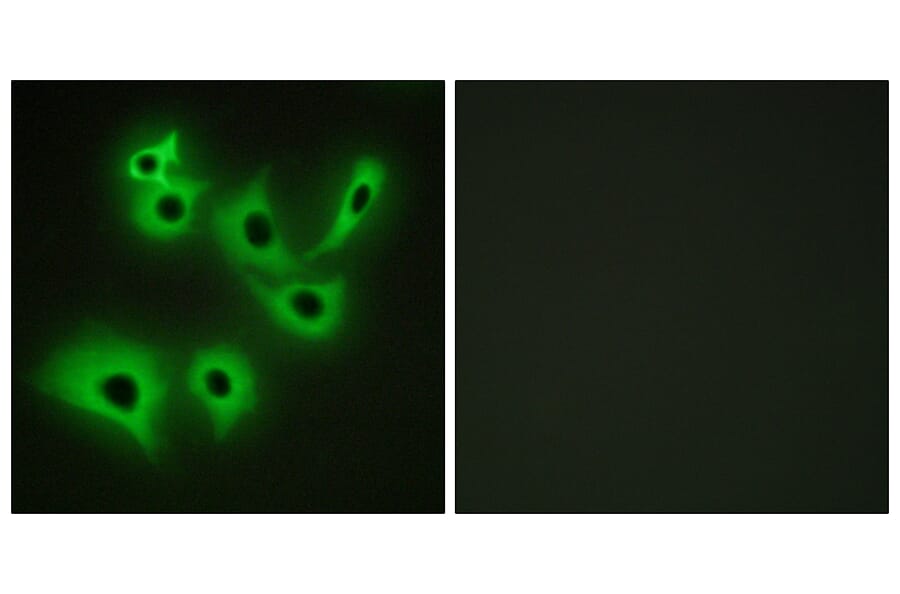 Immunofluorescence - Anti-CDH4 Antibody (C12102) - Antibodies.com