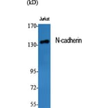 Western Blot - Anti-CDH2 Antibody (C12100) - Antibodies.com