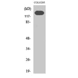 Western Blot - Anti-CDH2 Antibody (C12100) - Antibodies.com