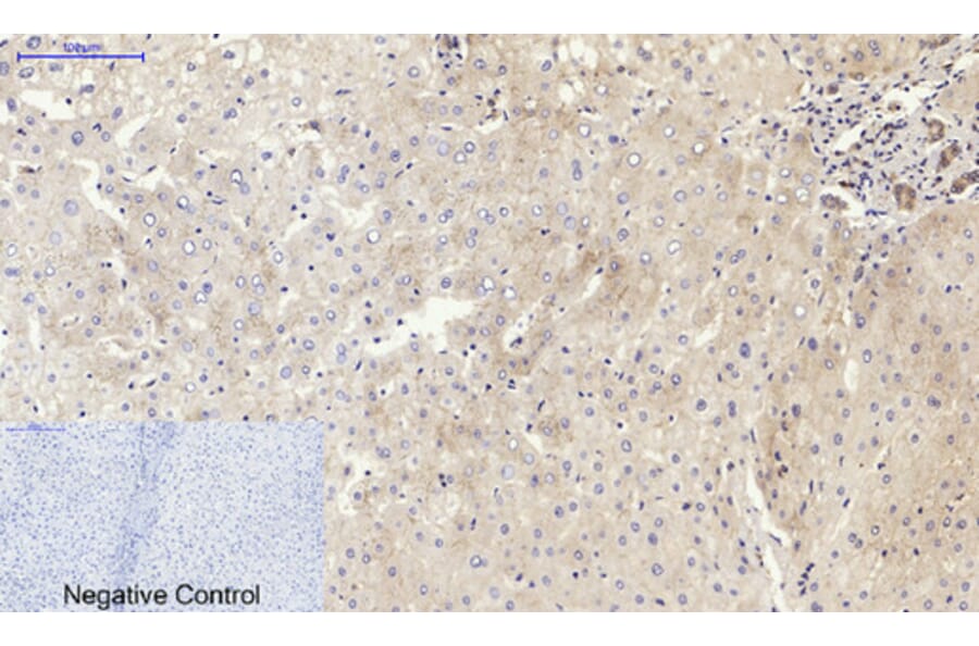 Immunohistochemistry - Anti-CDH2 Antibody (C12100) - Antibodies.com