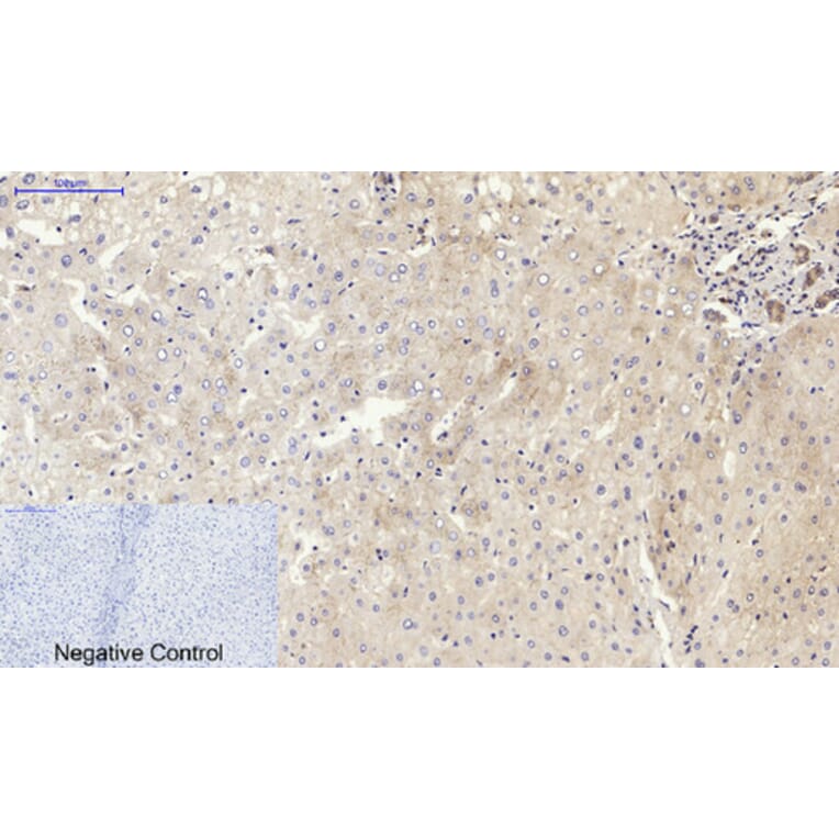 Immunohistochemistry - Anti-CDH2 Antibody (C12100) - Antibodies.com