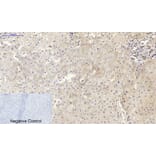 Immunohistochemistry - Anti-CDH2 Antibody (C12100) - Antibodies.com