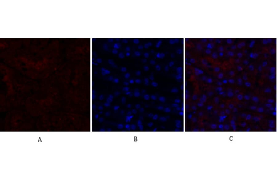 Immunofluorescence - Anti-CDH2 Antibody (C12100) - Antibodies.com