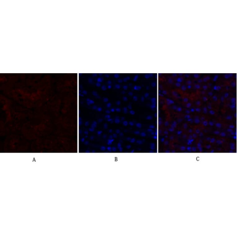 Immunofluorescence - Anti-CDH2 Antibody (C12100) - Antibodies.com