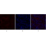 Immunofluorescence - Anti-CDH2 Antibody (C12100) - Antibodies.com