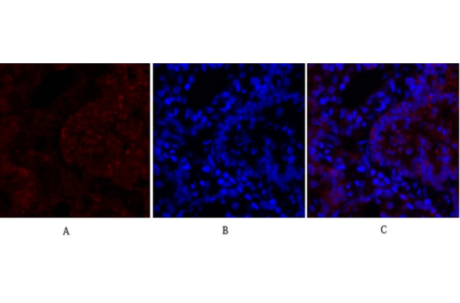 Immunofluorescence - Anti-CDH2 Antibody (C12100) - Antibodies.com