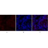 Immunofluorescence - Anti-CDH2 Antibody (C12100) - Antibodies.com