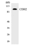 Western Blot - Anti-CDH2 Antibody (R12-2601) - Antibodies.com