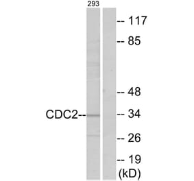 Western Blot - Anti-CDC2 Antibody (B7036) - Antibodies.com