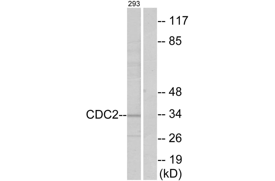 Western Blot - Anti-CDC2 Antibody (B7036) - Antibodies.com