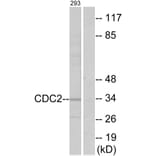 Western Blot - Anti-CDC2 Antibody (B7036) - Antibodies.com