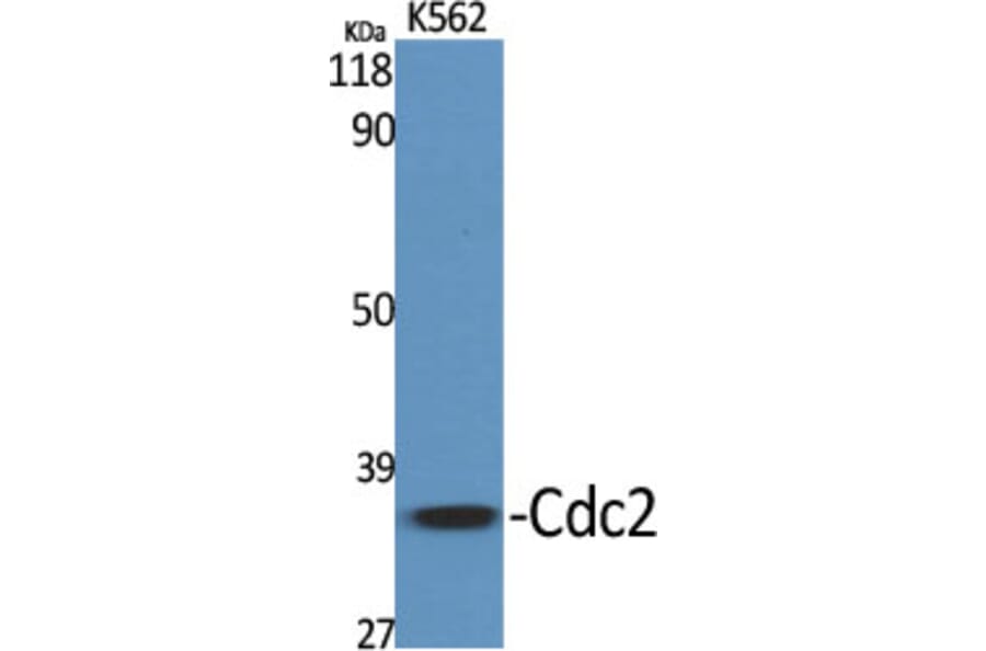 Western Blot - Anti-CDC2 Antibody (B7036) - Antibodies.com