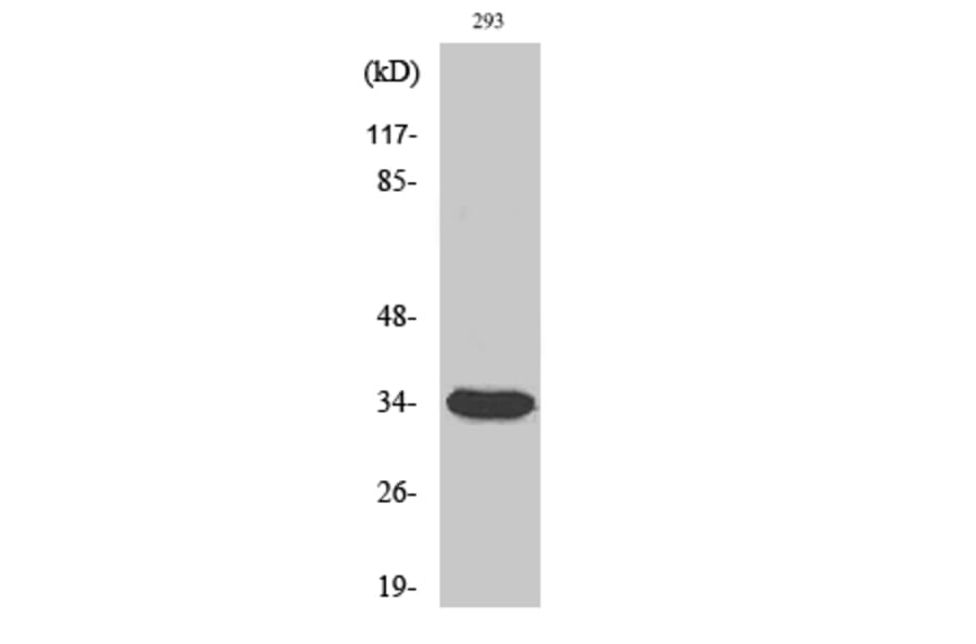 Western Blot - Anti-CDC2 Antibody (B7036) - Antibodies.com