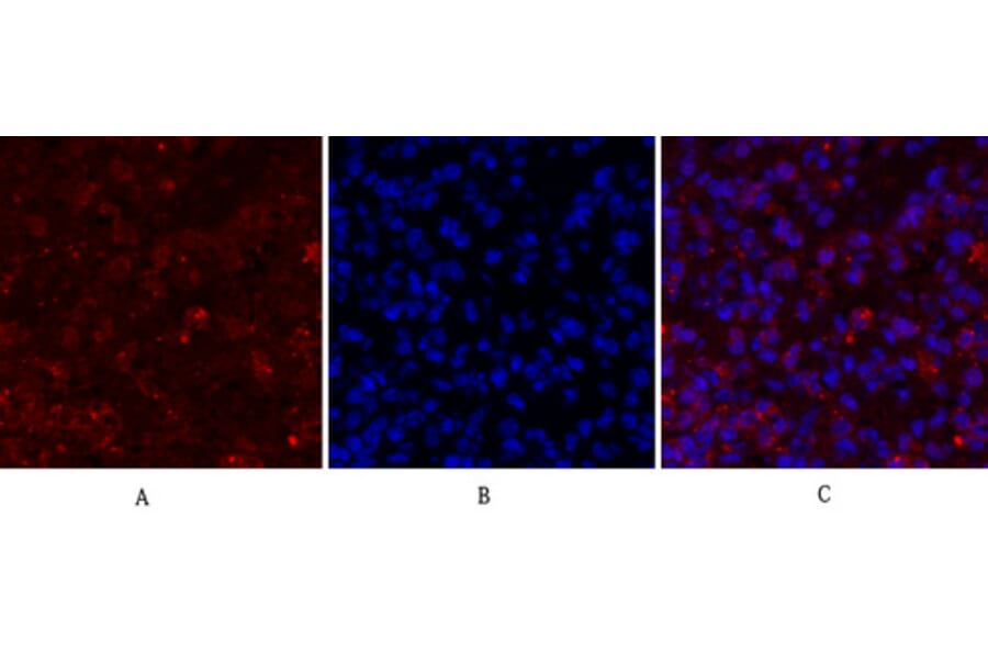 Immunofluorescence - Anti-CDC2 Antibody (B7036) - Antibodies.com