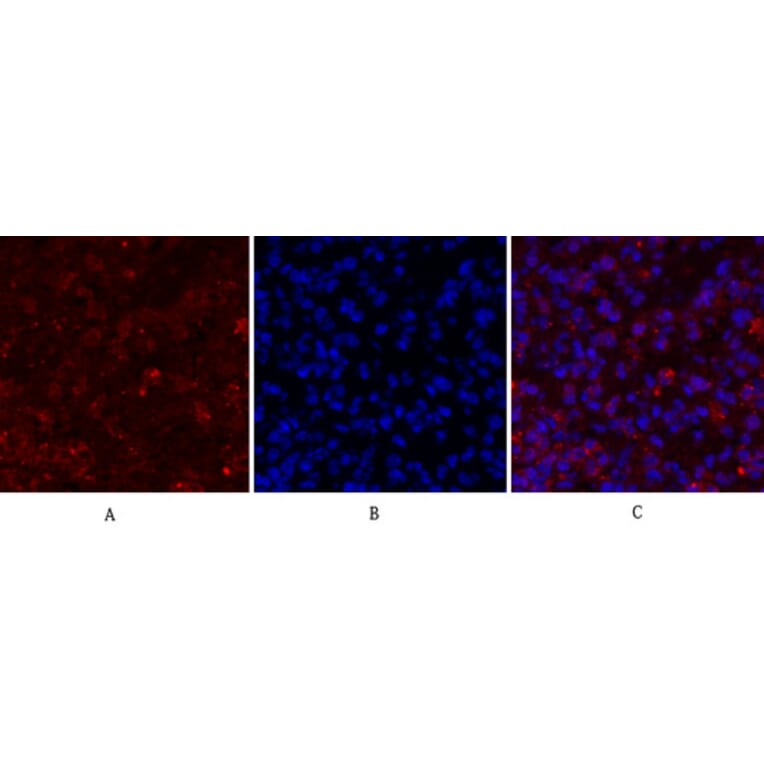 Immunofluorescence - Anti-CDC2 Antibody (B7036) - Antibodies.com