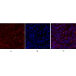 Immunofluorescence - Anti-CDC2 Antibody (B7036) - Antibodies.com