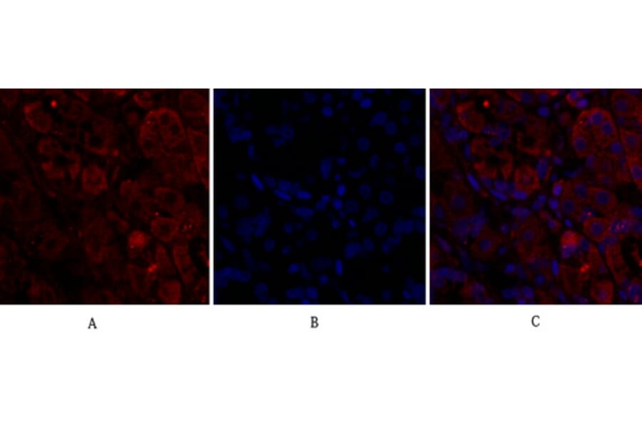 Immunofluorescence - Anti-CDC2 Antibody (B7036) - Antibodies.com