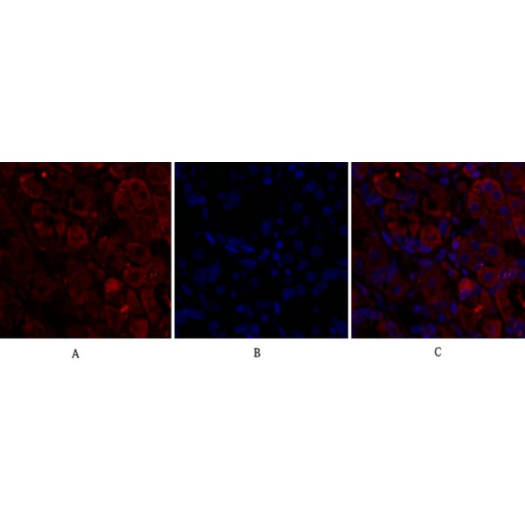 Immunofluorescence - Anti-CDC2 Antibody (B7036) - Antibodies.com