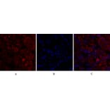 Immunofluorescence - Anti-CDC2 Antibody (B7036) - Antibodies.com