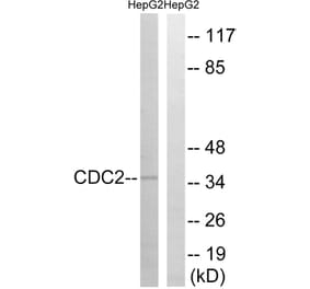 Western Blot - Anti-CDC2 Antibody (B7035) - Antibodies.com