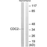 Western Blot - Anti-CDC2 Antibody (B7035) - Antibodies.com