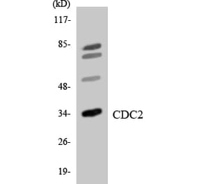 Western Blot - Anti-CDC2 Antibody (R12-2595) - Antibodies.com