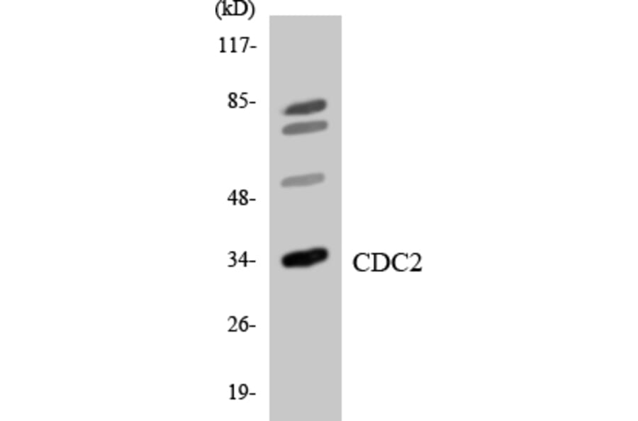 Western Blot - Anti-CDC2 Antibody (R12-2595) - Antibodies.com