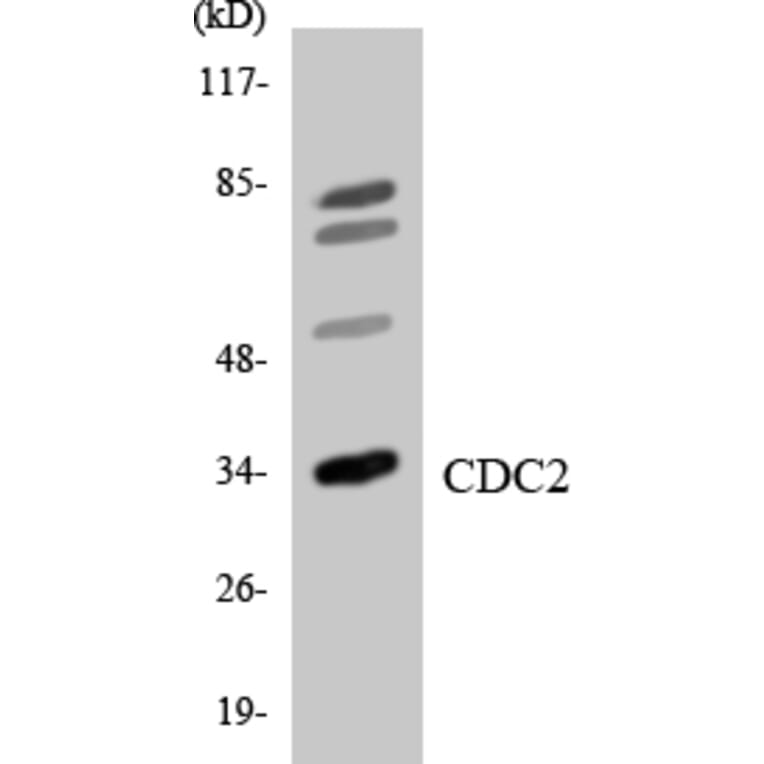 Western Blot - Anti-CDC2 Antibody (R12-2595) - Antibodies.com