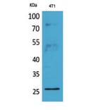 Western Blot - Anti-CD81 Antibody (C30385) - Antibodies.com