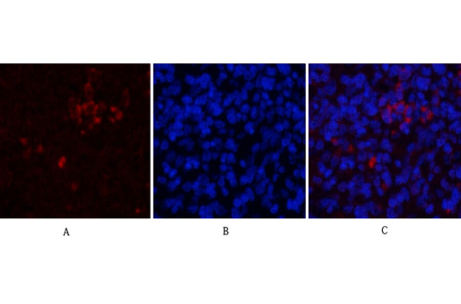 Immunofluorescence - Anti-CD81 Antibody (C30385) - Antibodies.com