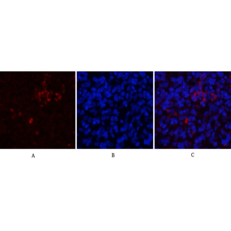 Immunofluorescence - Anti-CD81 Antibody (C30385) - Antibodies.com