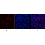 Immunofluorescence - Anti-CD81 Antibody (C30385) - Antibodies.com