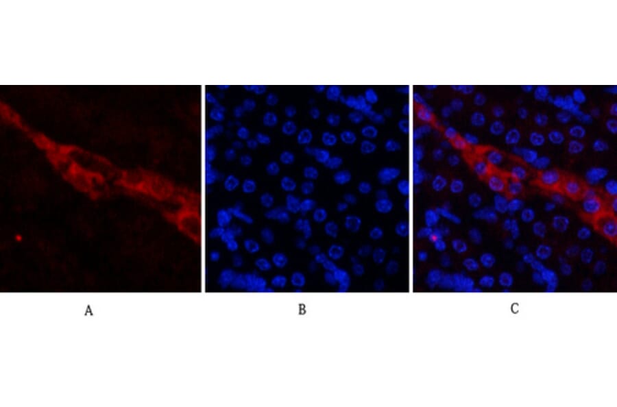 Immunofluorescence - Anti-CD81 Antibody (C30385) - Antibodies.com
