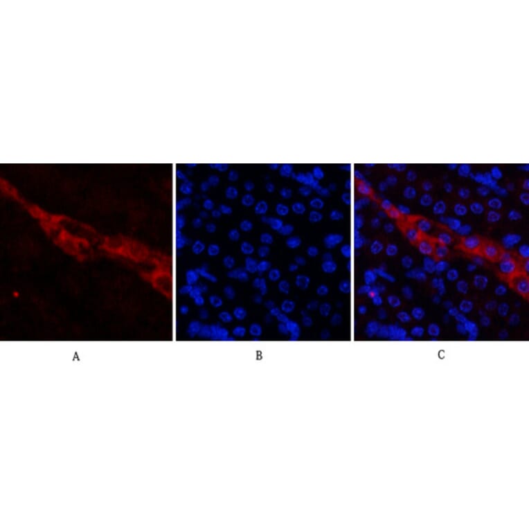 Immunofluorescence - Anti-CD81 Antibody (C30385) - Antibodies.com