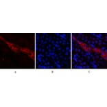 Immunofluorescence - Anti-CD81 Antibody (C30385) - Antibodies.com