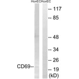 Western Blot - Anti-CD69 Antibody (C15597) - Antibodies.com