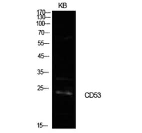 Western Blot - Anti-CD53 Antibody (C30365) - Antibodies.com