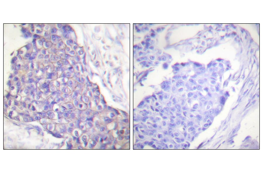 Immunohistochemistry - Anti-CD40 Antibody (C0352) - Antibodies.com