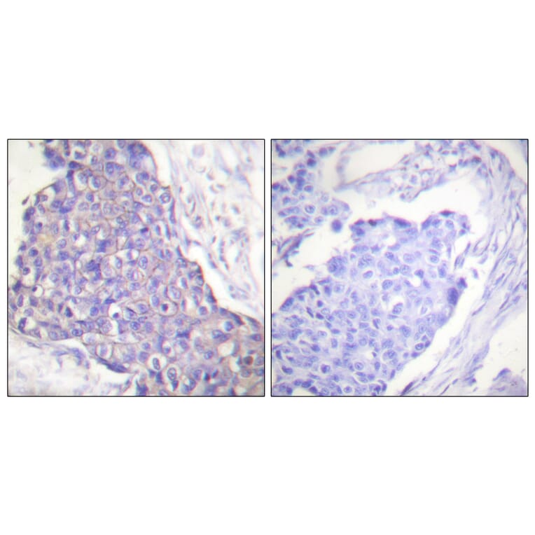 Immunohistochemistry - Anti-CD40 Antibody (C0352) - Antibodies.com