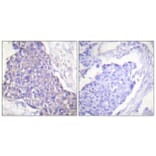Immunohistochemistry - Anti-CD40 Antibody (C0352) - Antibodies.com