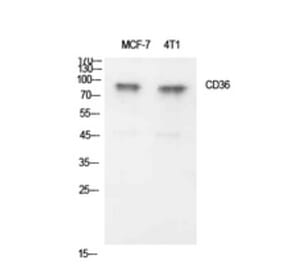 Western Blot - Anti-CD36 Antibody (C30346) - Antibodies.com