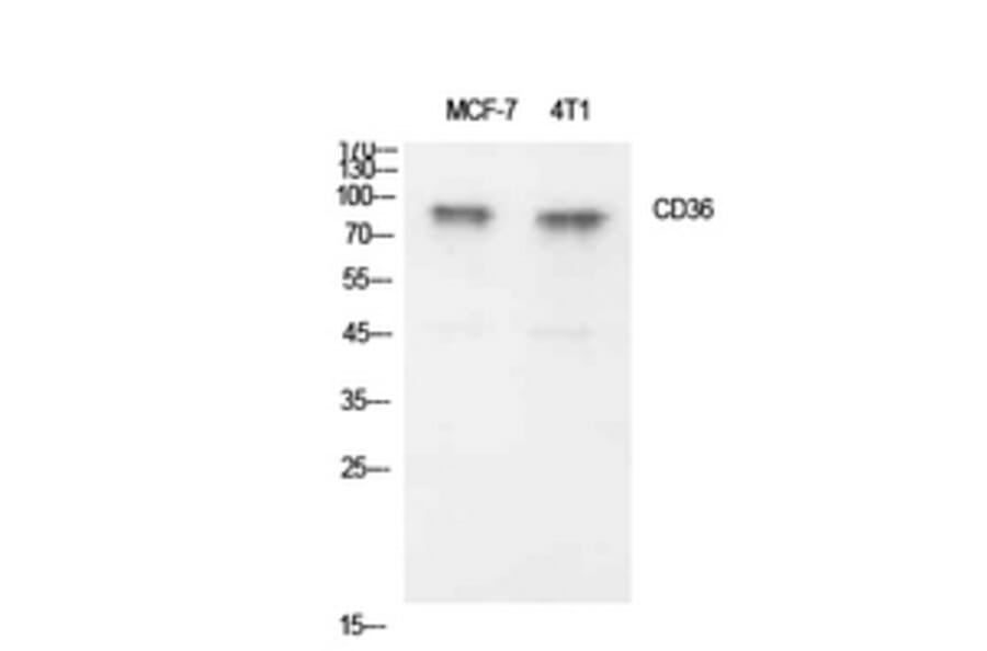 Western Blot - Anti-CD36 Antibody (C30346) - Antibodies.com