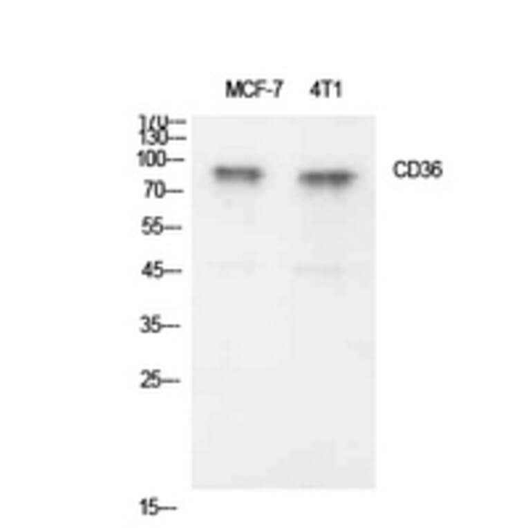 Western Blot - Anti-CD36 Antibody (C30346) - Antibodies.com