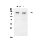 Western Blot - Anti-CD36 Antibody (C30346) - Antibodies.com