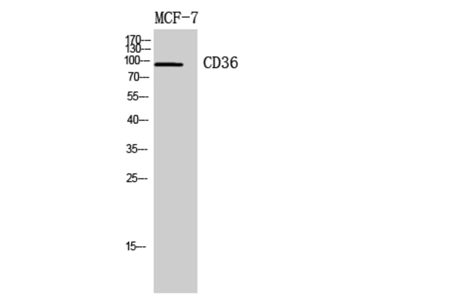 Western Blot - Anti-CD36 Antibody (C30346) - Antibodies.com