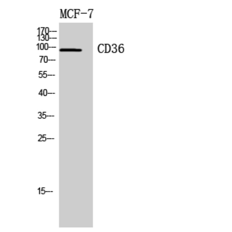 Western Blot - Anti-CD36 Antibody (C30346) - Antibodies.com