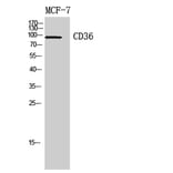 Western Blot - Anti-CD36 Antibody (C30346) - Antibodies.com